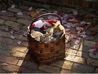 要被腾讯收购？育碧CEO强烈暗示正在做准备